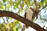 kookaburra in tree