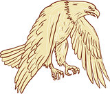 Bald Eagle Flying Wings Down Drawing