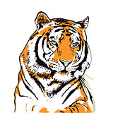 Tiger head illustration isolated on white
