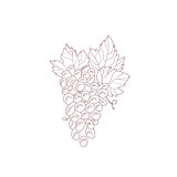 Grape Vine Hand Drawn Realistic Sketch