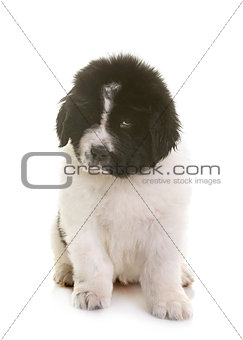 puppy newfoundland dog