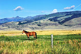 Horse Grazes in Paradise Valley