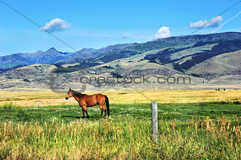 Horse Grazes in Paradise Valley