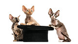 Group of Devon rex with a hat isolated on white