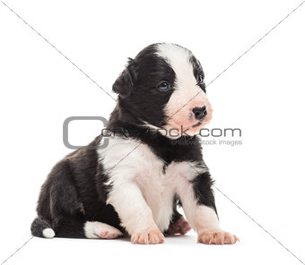 21 days old crossbreed puppy sitting isolated on white
