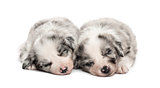 Two crossbreed puppies sleeping relax isolated on white