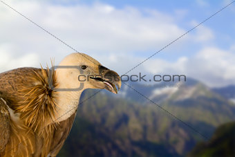 young redhead griffin bird wildlife sitting stands on against high mountains and blue sky