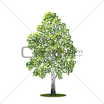 detached tree birch with leaves 