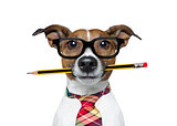 dog with pencil at the office