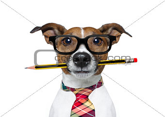 dog with pencil at the office
