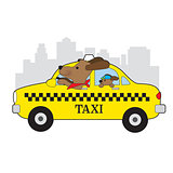 New York Taxi Dog