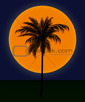 silhouette of palm trees against the sun