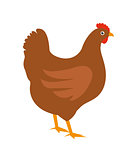 Chicken icon, flat style. Isolated on white background. Vector illustration, clip-art.