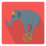 Circus elephant on the wheel icon flat style with long shadows, isolated on white background. Vector illustration.