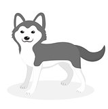 Husky breed dog icon, flat, cartoon style. Cute puppy isolated on white background. Vector illustration, clip-art.