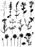 Silhouettes of flowers