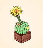 Blooming yellow cactus