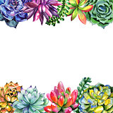 Wildflower succulentus flower frame in a watercolor style isolated.