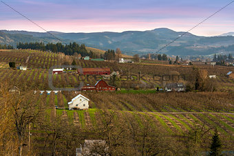 Pear Trees Orchard in Hood River