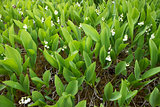 Lilies of the valley bloom on a hill