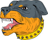 Rottweiler Guard Dog Head Aggressive Drawing