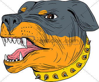 Rottweiler Guard Dog Head Aggressive Drawing