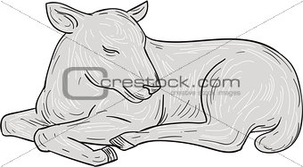 Lamb Sleeping Drawing
