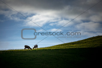 two sheep on a green meadow
