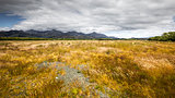 typical meadow in New Zealand