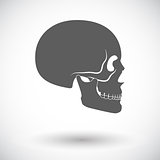 Anotomy skull 