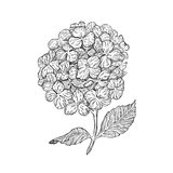 Hydrangea flowers isolated on white background. Hand drawn hatching engraved drawing.
