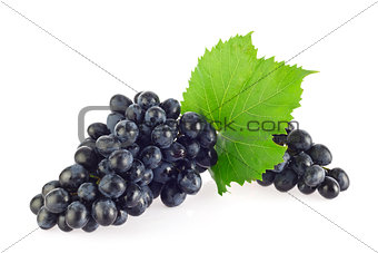 Bunch of blue organic grapes with green leaf.