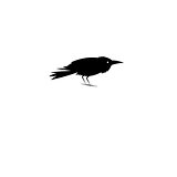 Beautiful symbol of the black Raven