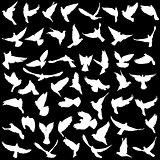 Concept of love or peace. Set silhouettes doves. Vector illustration
