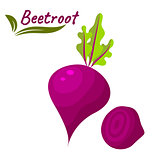 Beetroot vegetable vector illustration. Beet root with leaves and slice.