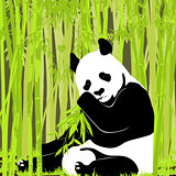 Sweet panda in bright foliage