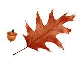 Autumn dried leaf of oak and acorn