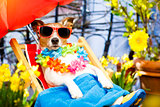 dog summer holiday vacation on hammock