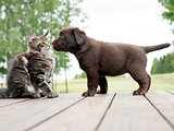 yellow Labrador puppy and maine coon kitten