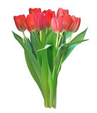 Realistic Vector Illustration Colorful Tulips . Not Trace. Pink 