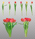 Realistic Vector Illustration Colorful Tulips Collection Set . N