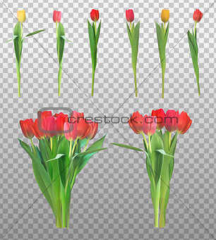 Realistic Vector Illustration Colorful Tulips Collection Set . N
