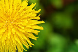 Yellow dandelions in the grass in the forest.