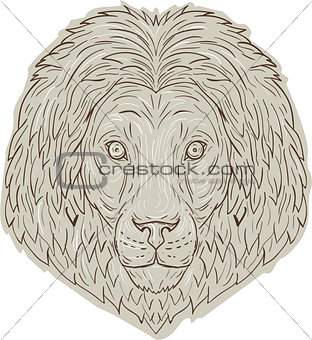 Lion Big Cat Head Mane Drawing
