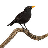 Turdus merula on a wood branch , isolated on white
