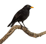 Turdus merula on a wood branch , isolated on white
