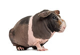 Hairless guinea pig , isolated on white