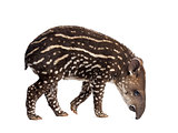 Side view of a young South american tapir sniffing, isolated on 