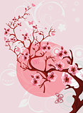 Cherry blossom background. Beautiful spring nature scene