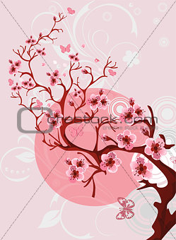 Cherry blossom background. Beautiful spring nature scene